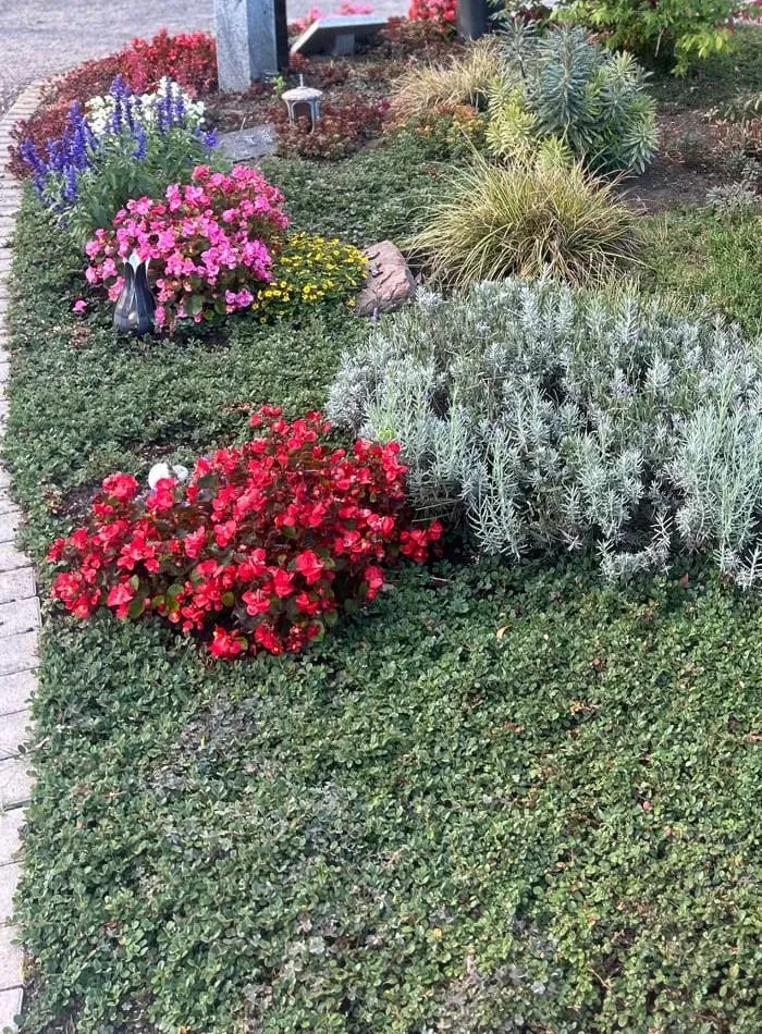 Grabfeld Bad Rappenau: Lavendel, rote und rosa Begonien und Ziergras auf Bodendeckern